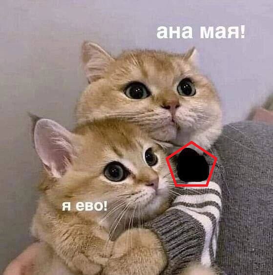 А где котики, сегодня же вторник!