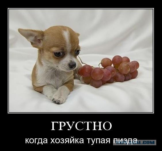 Даю в ....пу без