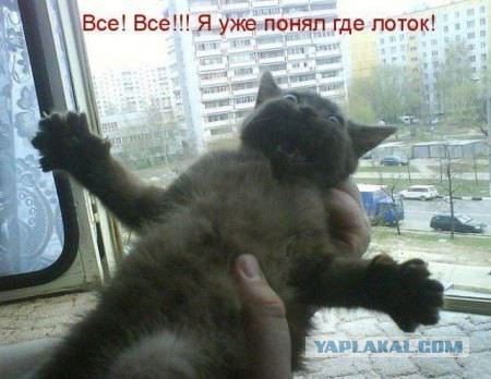 Веселые картинки