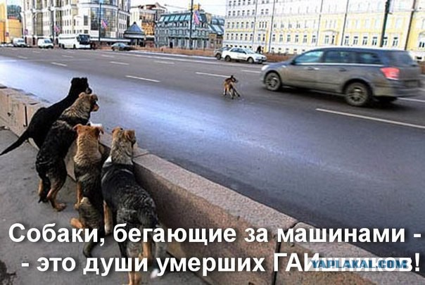 Плюшкиным посвящается