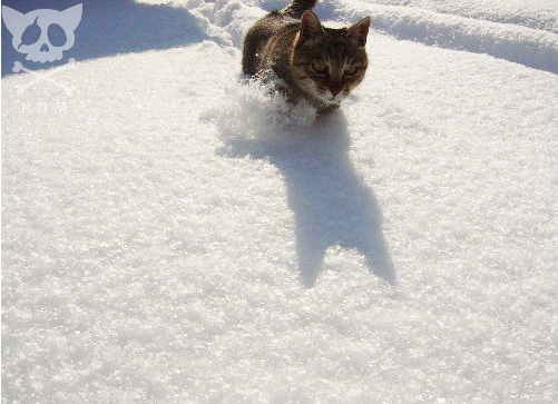 Зимний котомёт