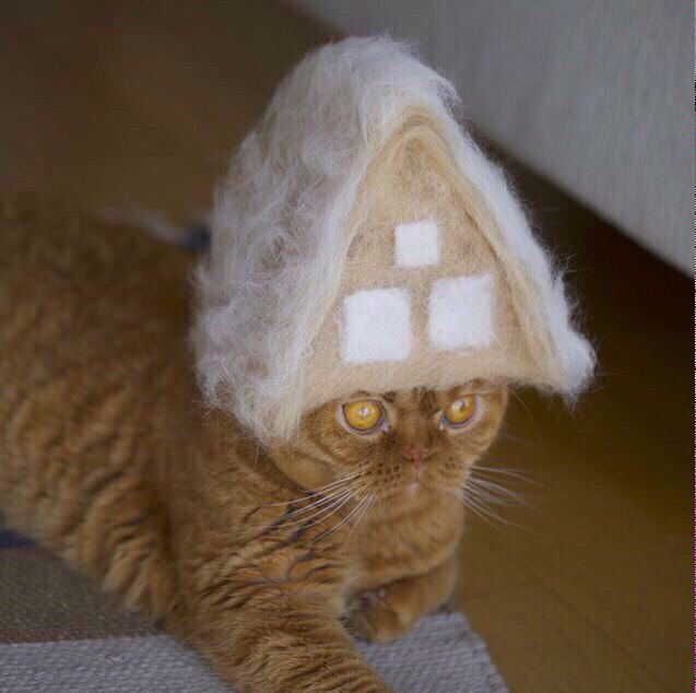 Коты и Кошки