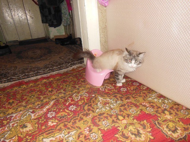 Коты и Кошки