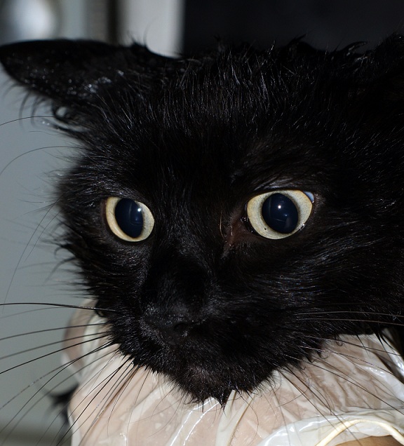 Котовторник 28.11.2017