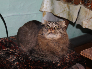 Котовторник 05.06.2018