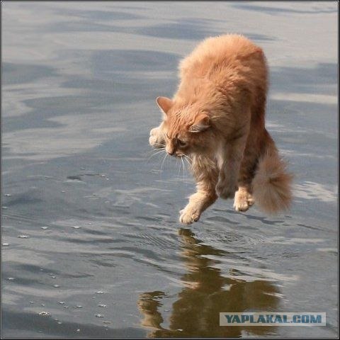 УРРААА ! Котовторник на ЯПлакалъ !
