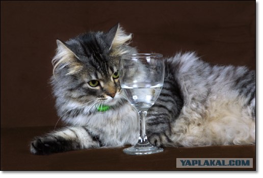 Котовторник (20.01)