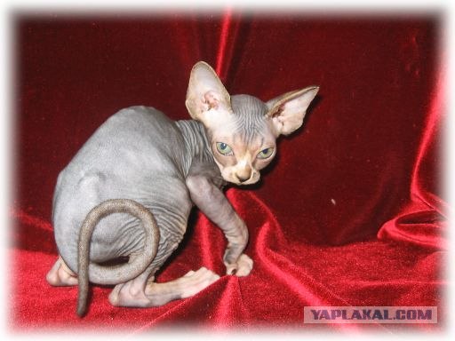 Коты и собаки