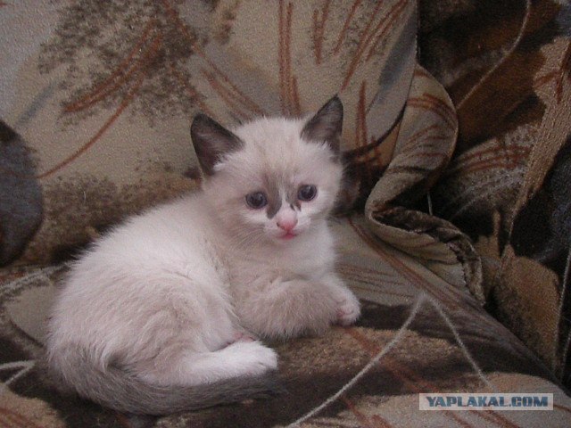 Первый КОТОВТОРНИК 2012