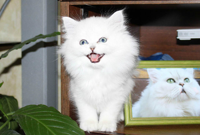 Котовторник 17 января