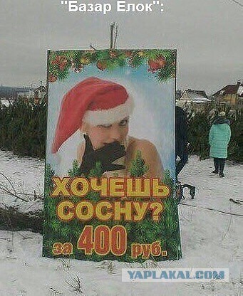 Уралец закупил элитные новогодние ёлки у Варламова на 1,5 миллиона, но они оказались никому не нужны