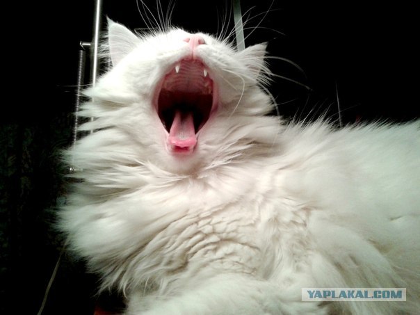 Котовторник 29.01.2013