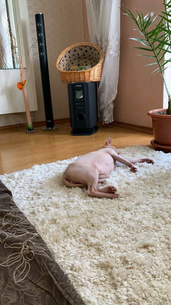 Ну, с котовторником!