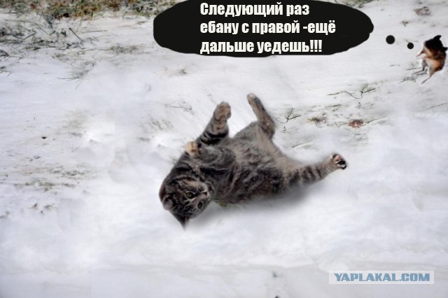 Фотожаба: Кот провёл супер-удар