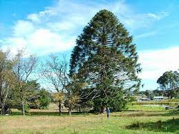Дерево, случайно обнаруженное в 1994 году и поставившее ученых тупик