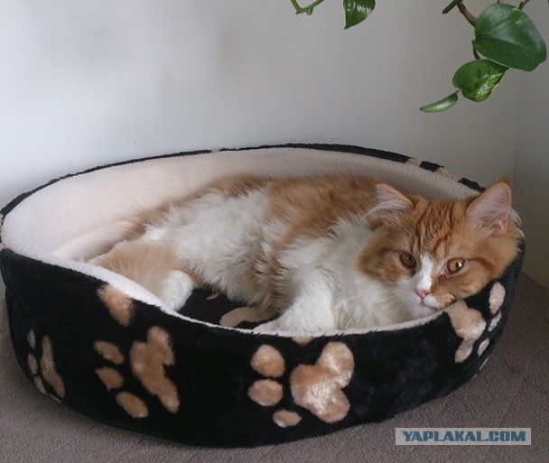 Вторник. Кото-вторник...