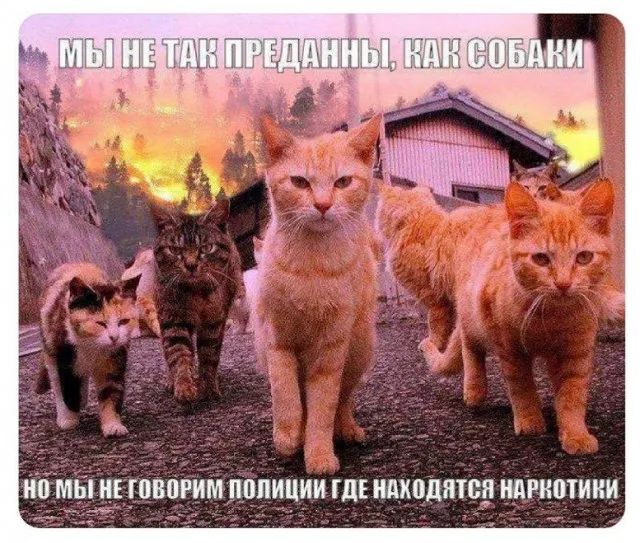 Прикольные и просто красивые картинки 26.05.2023