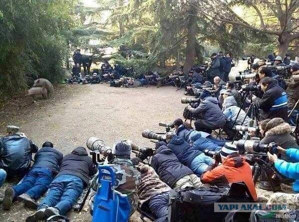 Картинки