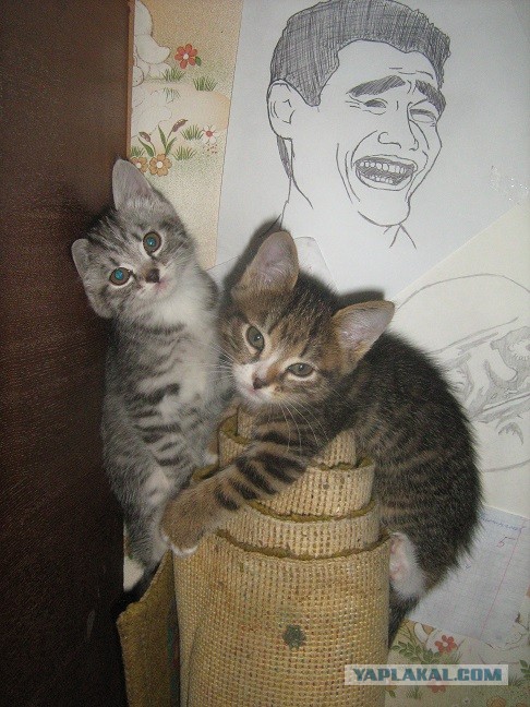 Моей банде сегодня год!