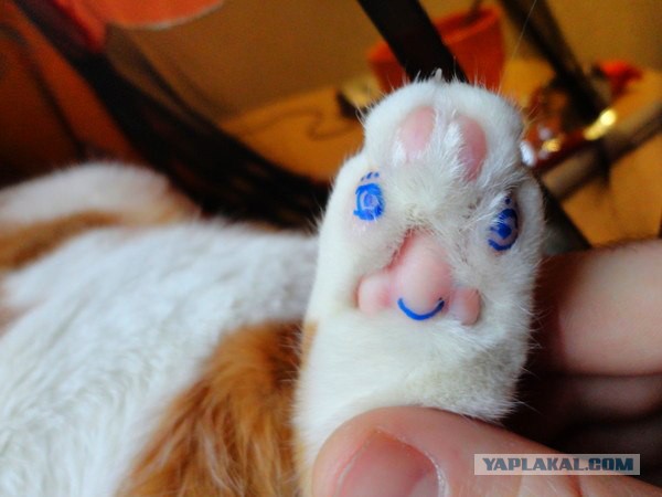 Категории женщин