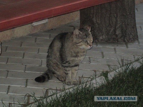 Котовторник 10.06.2014