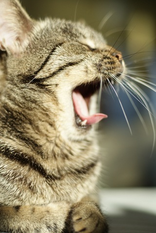 А у тебя есть фото твоей зевающей котейки ?