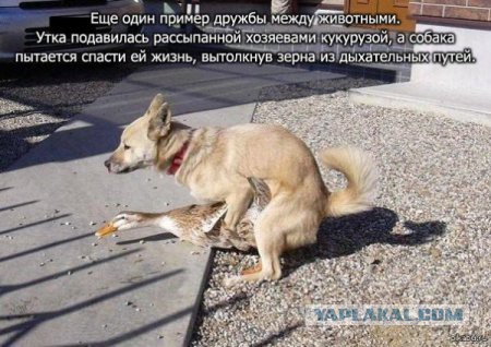 Веселые картинки
