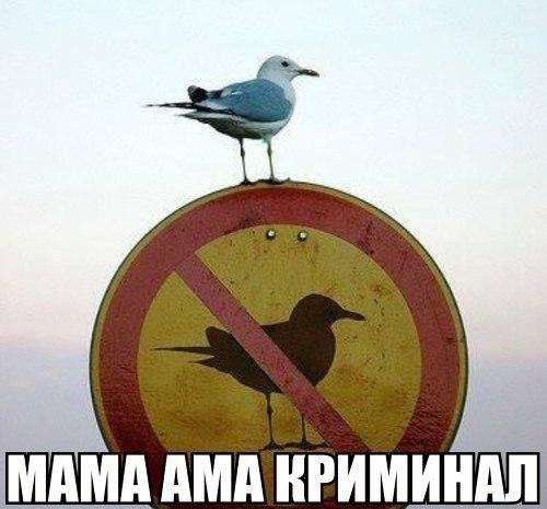 Картинки, надписи