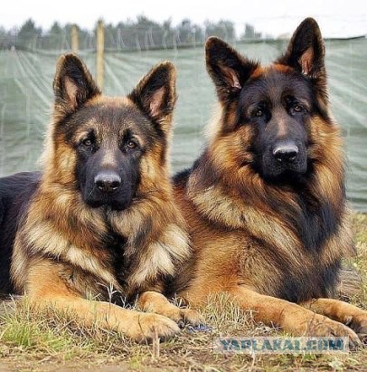 Собакочетверг же, ау!