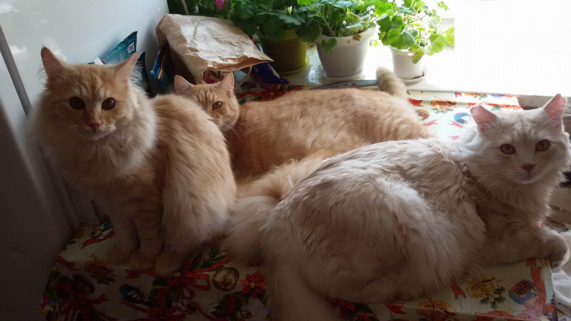 неправильный кот. неправильные коты. неправильный кот. неправильный кот. видео где мужик изображает кошачьим голосом.