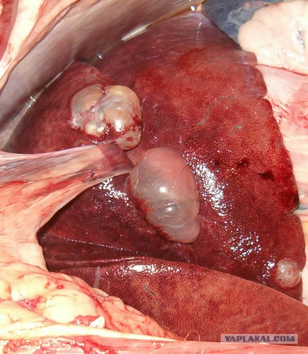 Дирофилярий