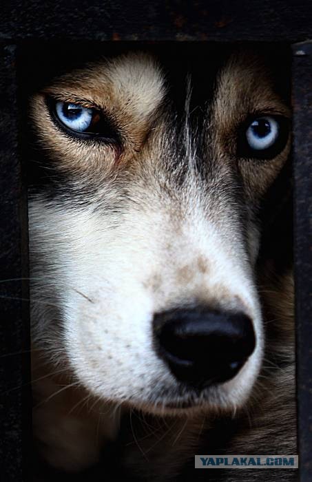 Собакочетверг