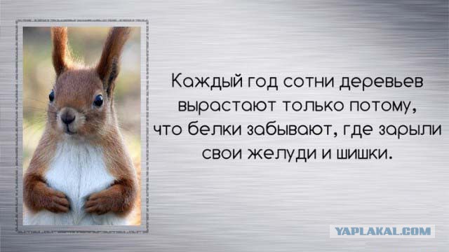 Подборка люопытных фактов о происхождении еды