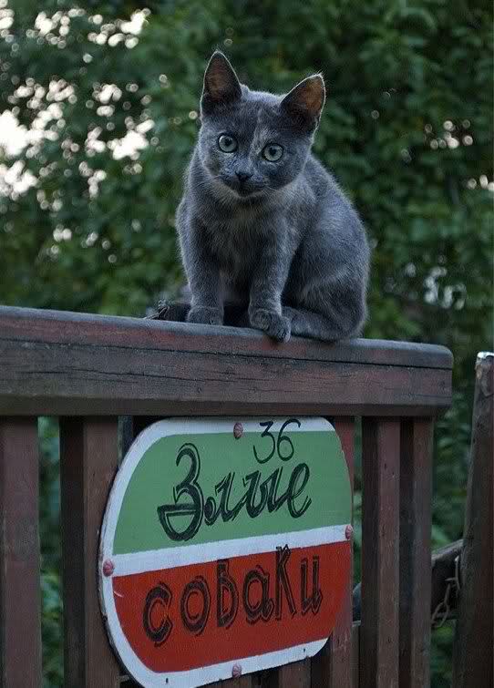 Демы к котовторнику!