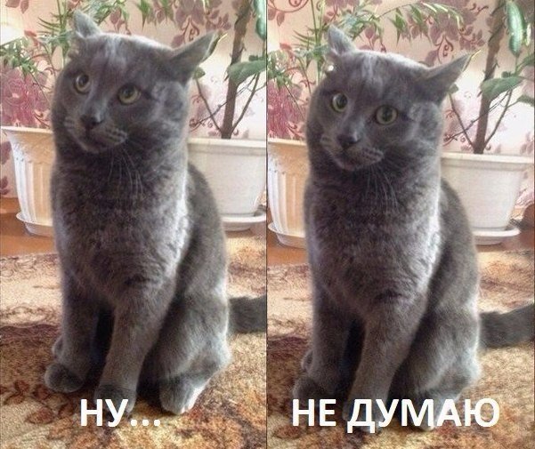 Мохнатые беспредельщики