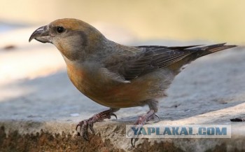 Нашествие майских жуков