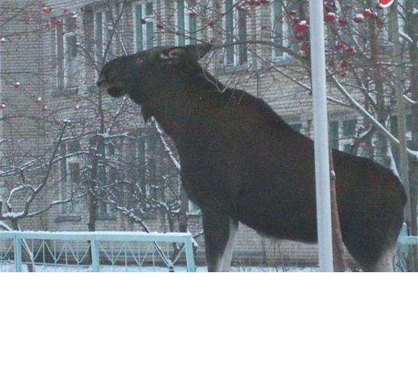 С Новым, 2017 Годом!
