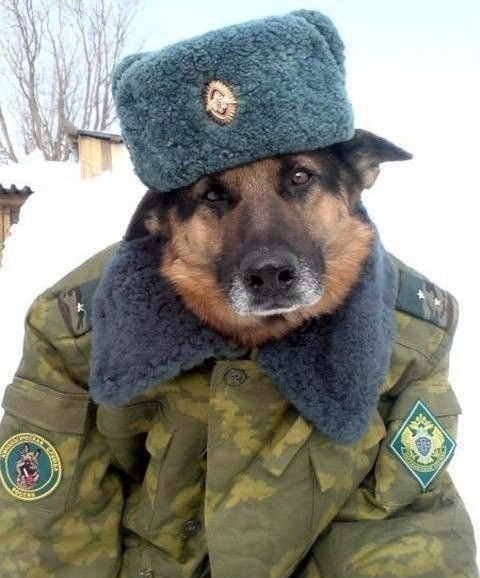 Подборка забавных животных