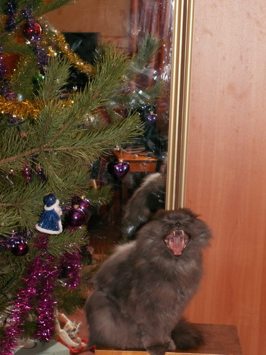 Новогодний КОТОВТОРНИК!