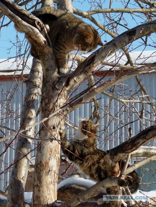 Начинаем котовторник!