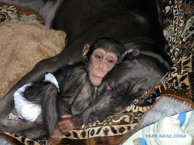 Собака усыновила дитеныша шимпанзе