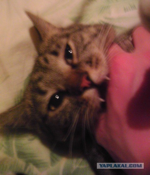 Котовторник 27.03.2012