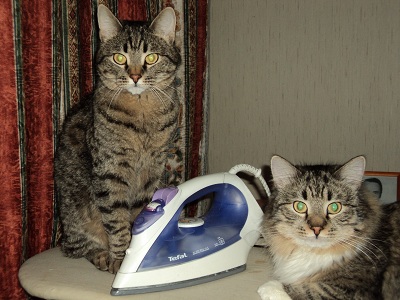 Котовторник (15.05.2012)