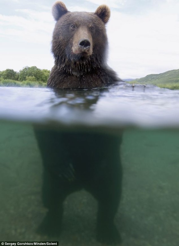 Как правильно и безопасно сфотать медведя?