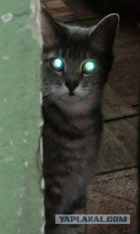 Котовторник 29.01.2013