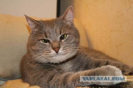 Котовторник *новогодний* 31/12/2019