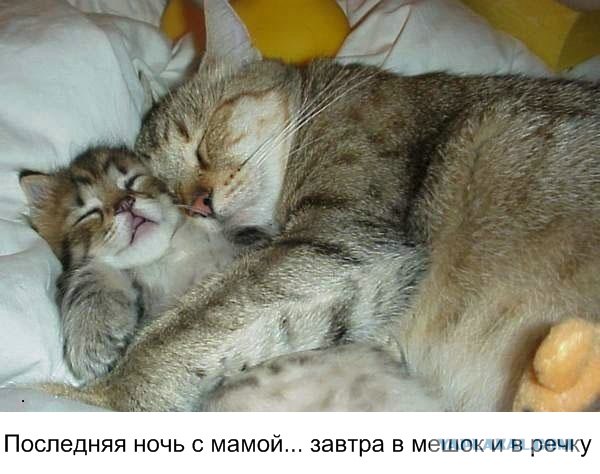Простое человеческое счастье в картинках