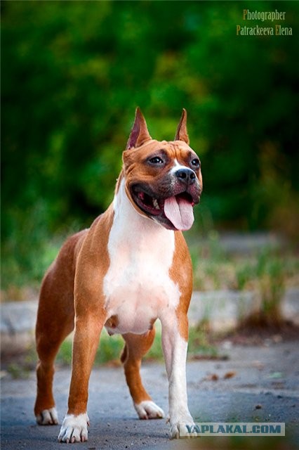 Фокус с хвостом! Кто сможет повторить..?