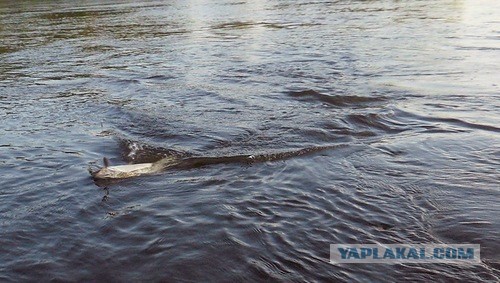 О рыбалке с творческим подходом