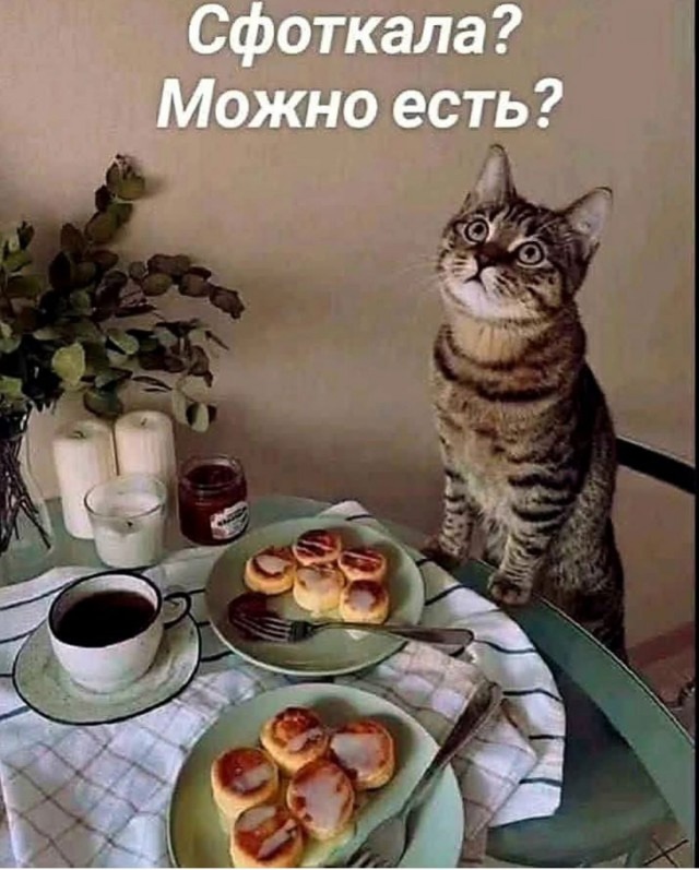 К котовторнику: подборка картинок-баянов с котиками и про котиков. Выпуск 11